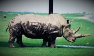 donny-the-rhino